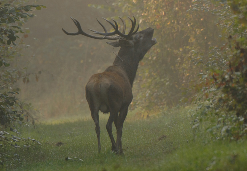 Il Cervo: Re Della Foresta Nel Parco Regionale Sirente Velino | Parco ...