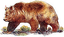 Disegno raffigurante un'Orso marsicano adulto